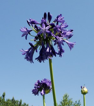 Stevie's Wonder Lily of the Nile, Agapanthus (Blue-Purple, Cold Hardy), Agapanthus praecox subsp. orientalis 'Stevie's Wonder'